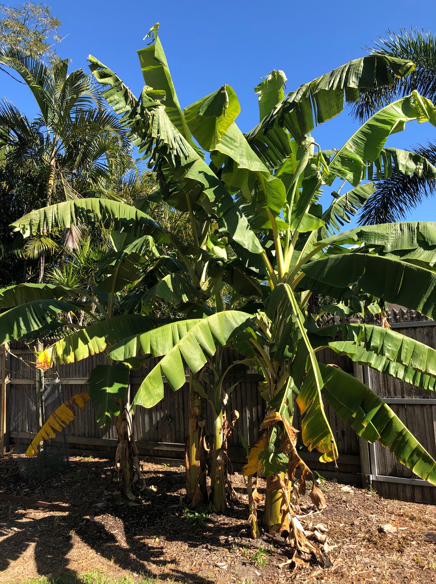Banana Trees in the Grounds